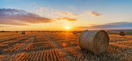 Agricoltura tradizionale e biologica: le differenze