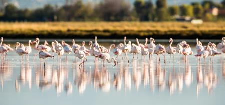Oasi di Ca' Pisani: tesoro naturalistico nel cuore del Delta del Po